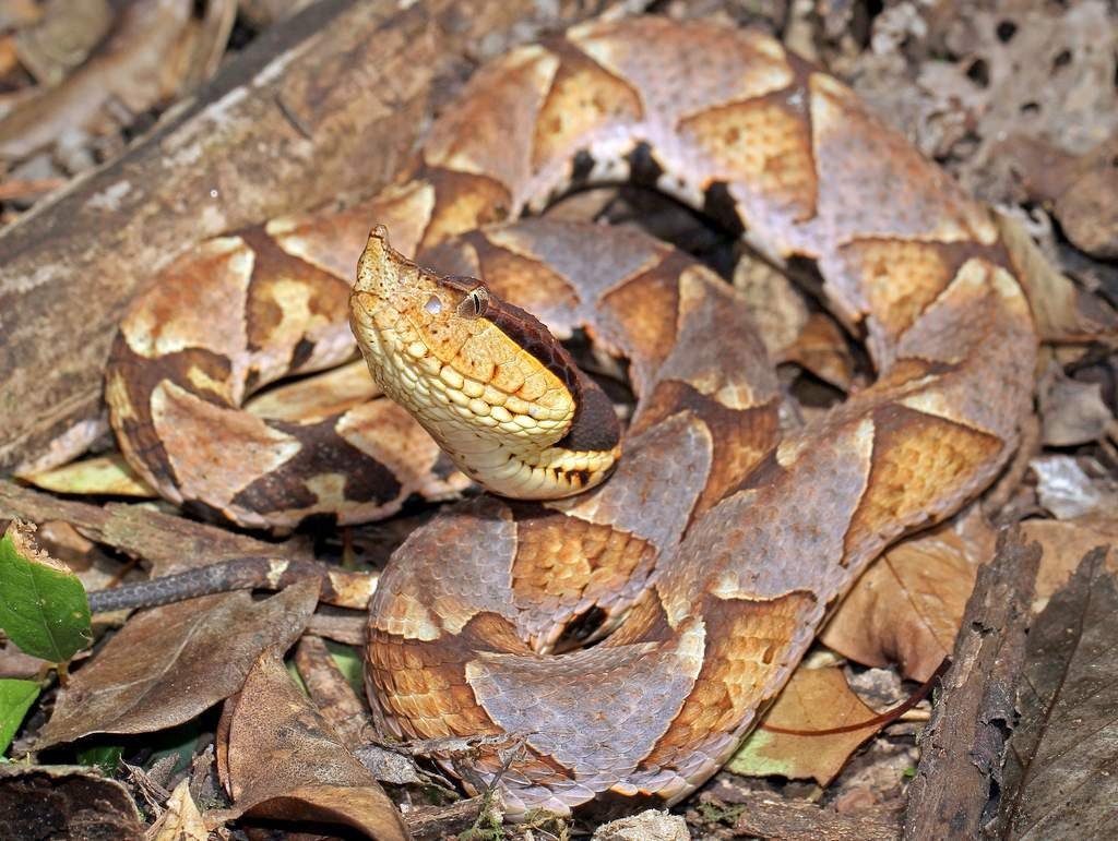 Китайский щитомордник (Deinagkistrodon acutus)