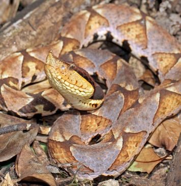 Китайский щитомордник – фото курносой змеи Китайский щитомордник (Deinagkistrodon acutus)