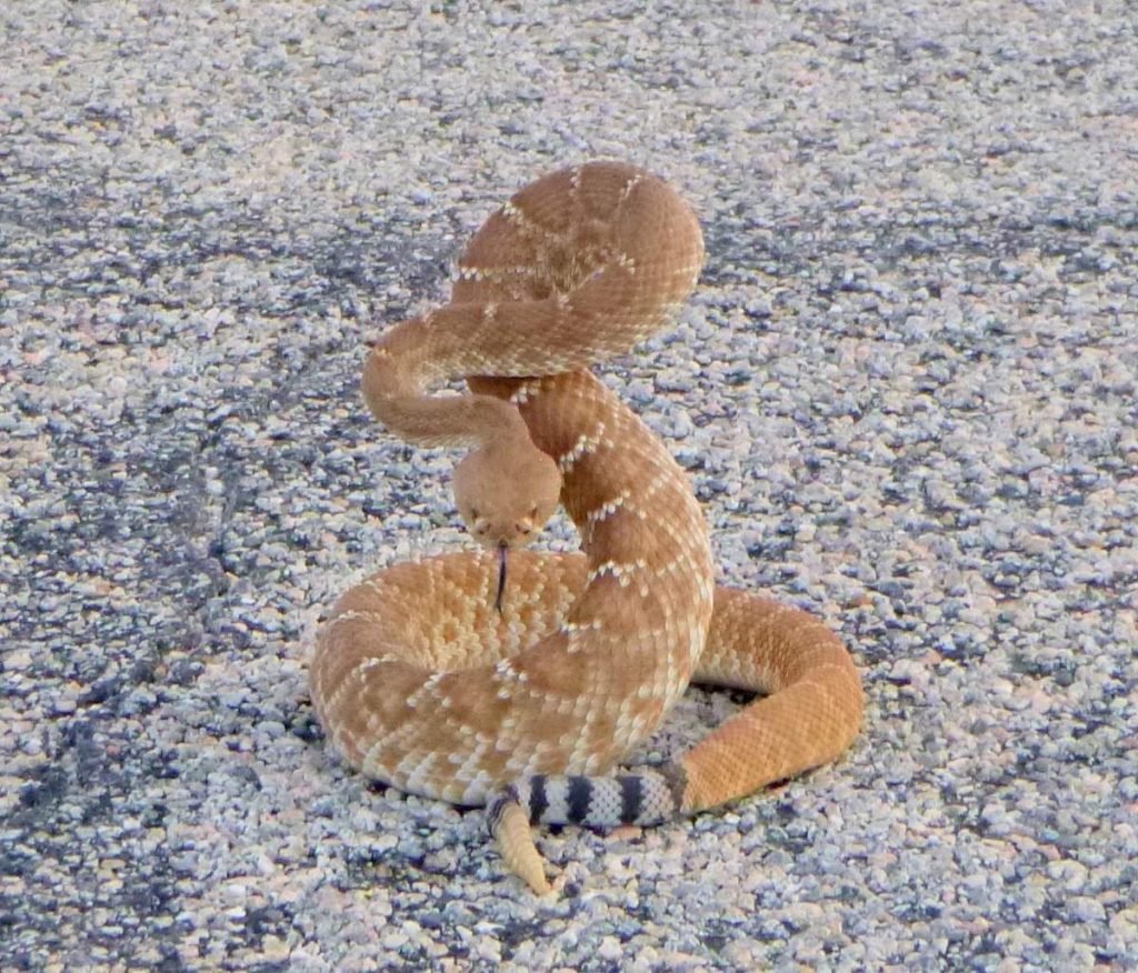 Красный гремучник (Crotalus ruber)