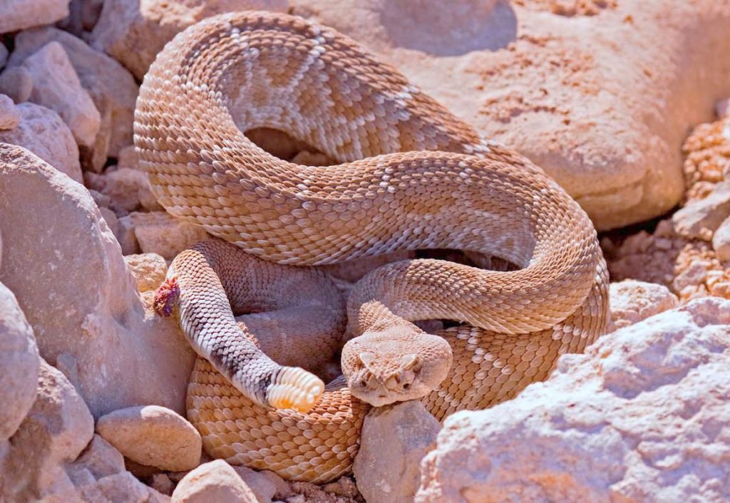 Красный гремучник (Crotalus ruber)