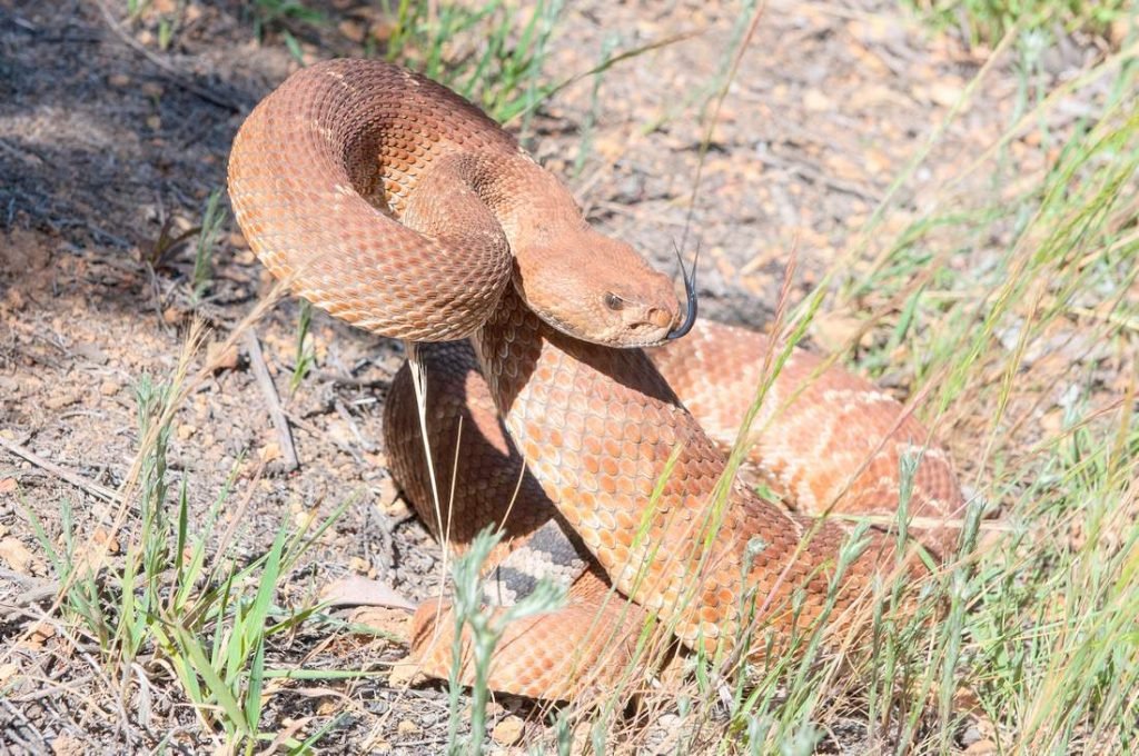 Красный гремучник (Crotalus ruber)