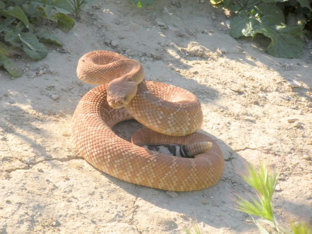 Красный гремучник (Crotalus ruber)