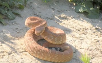 Красный гремучник – опасная ядовитая змея: фото Красный гремучник (Crotalus ruber)