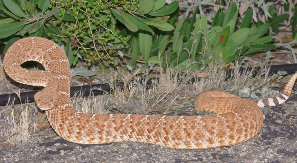 Красный гремучник (Crotalus ruber)