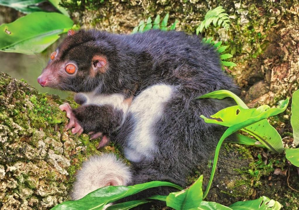 Кускус Герберта (Pseudocheirus herbertensis)