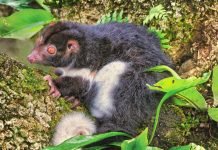 Кускус Герберта: описание и фото сумчатого зверька Кускус Герберта (Pseudocheirus herbertensis)