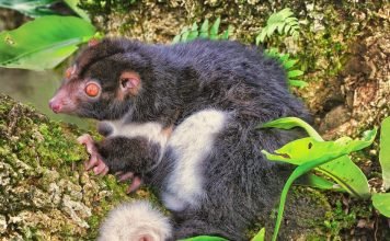 Кускус Герберта: описание и фото сумчатого зверька Кускус Герберта (Pseudocheirus herbertensis)