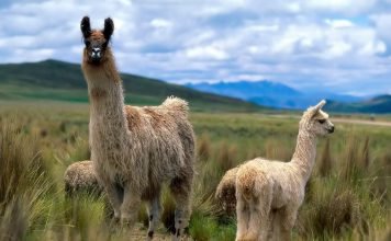 Животное лама: фото, описание, вся информация Лама (Lama glama)