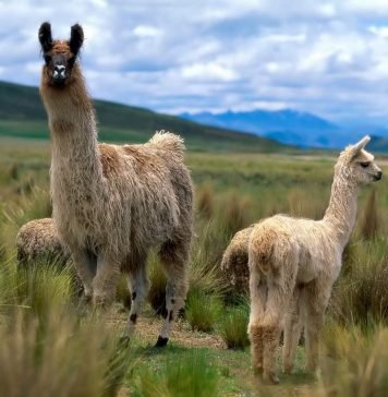 Животное лама: фото, описание, вся информация Лама (Lama glama)