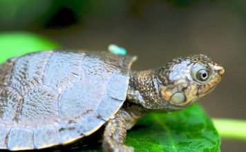 Мадагаскарская большеголовая черепаха — древняя рептилия Мадагаскарская большеголовая черепаха (Erymnochelys madagascariensis)