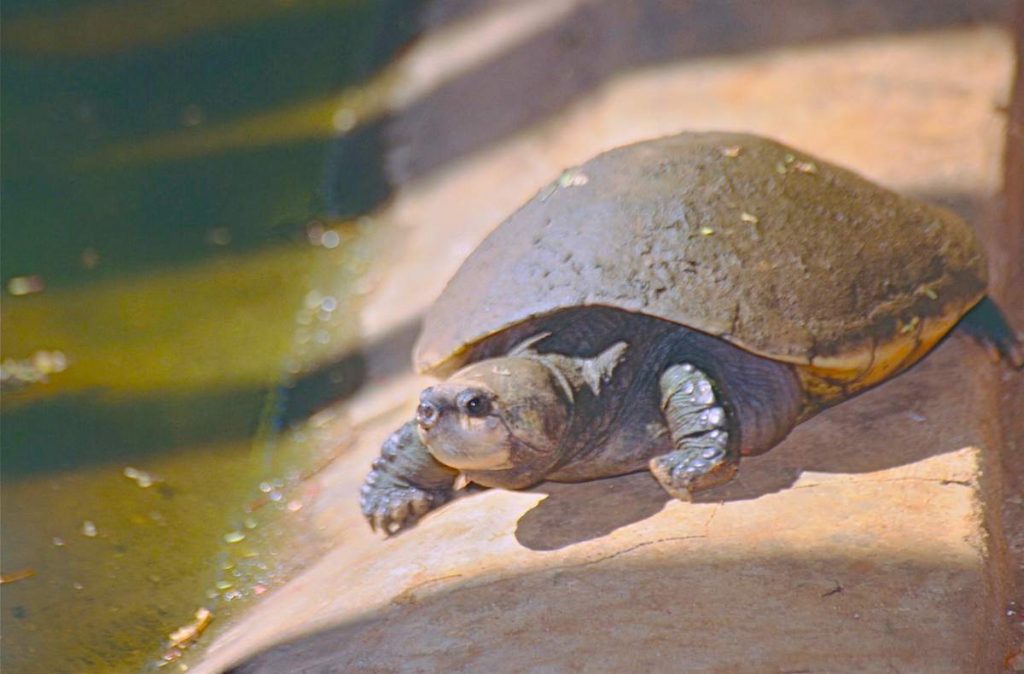 Мадагаскарская большеголовая черепаха (Erymnochelys madagascariensis)