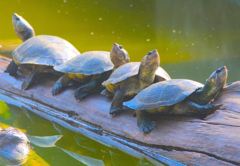 Мадагаскарская большеголовая черепаха (Erymnochelys madagascariensis)