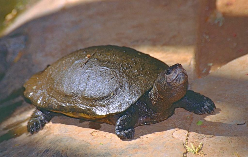 Мадагаскарская большеголовая черепаха (Erymnochelys madagascariensis)