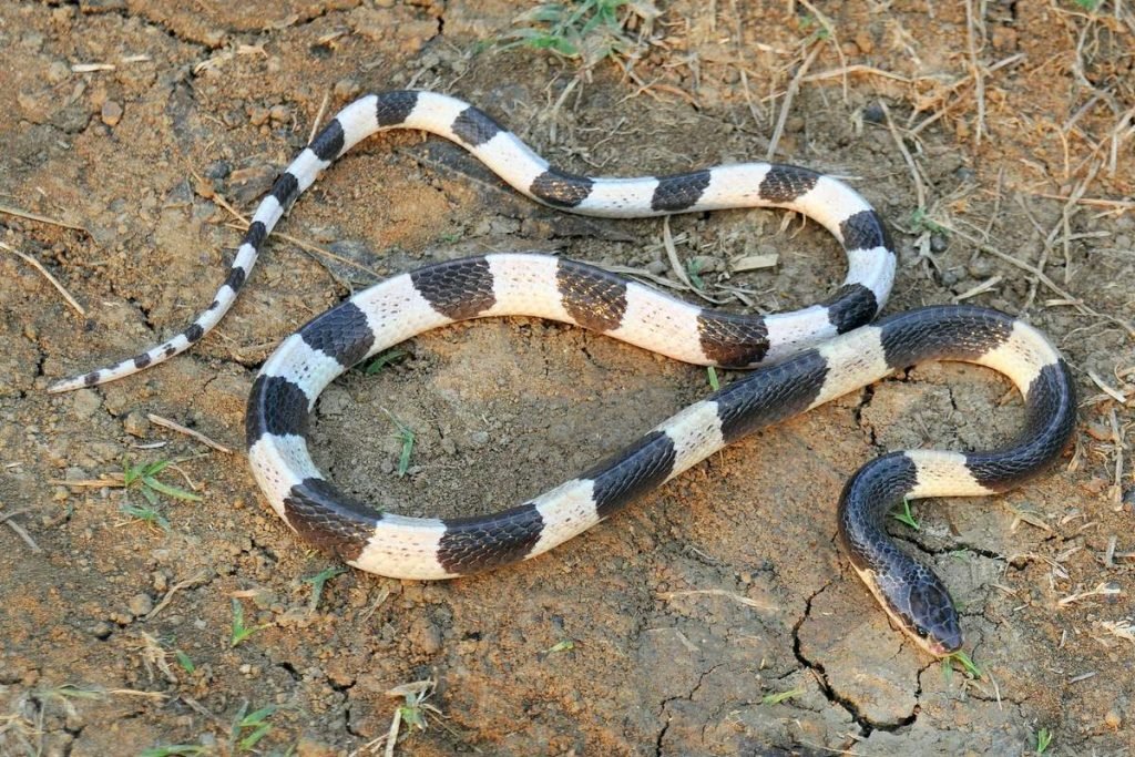 Малайский крайт (Bungarus candidus)