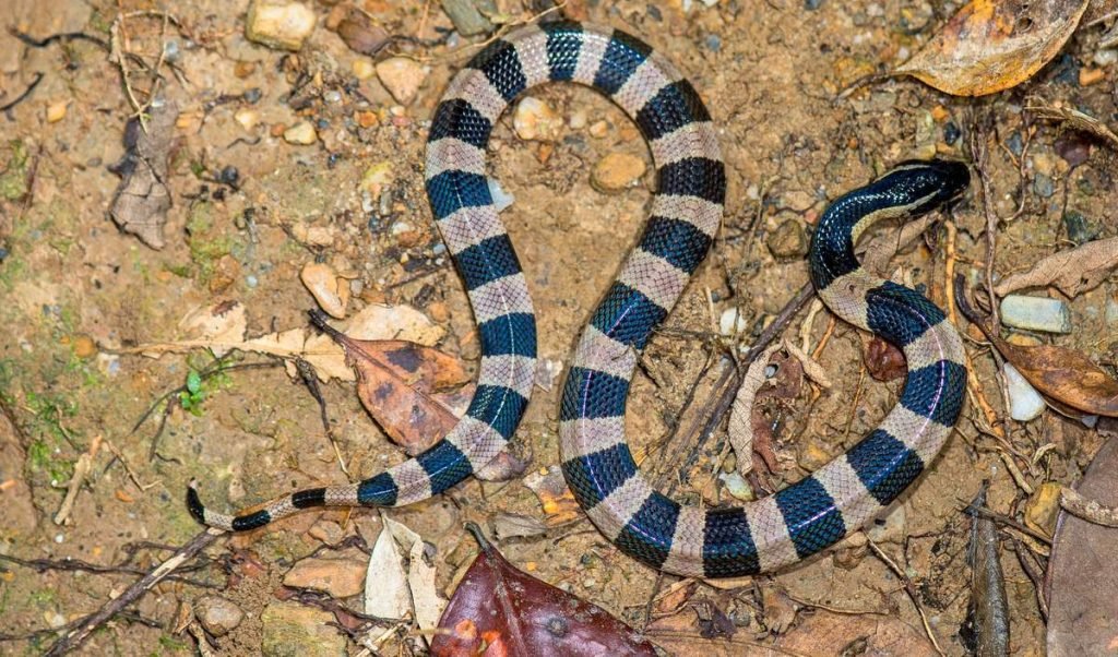 Малайский крайт (Bungarus candidus)