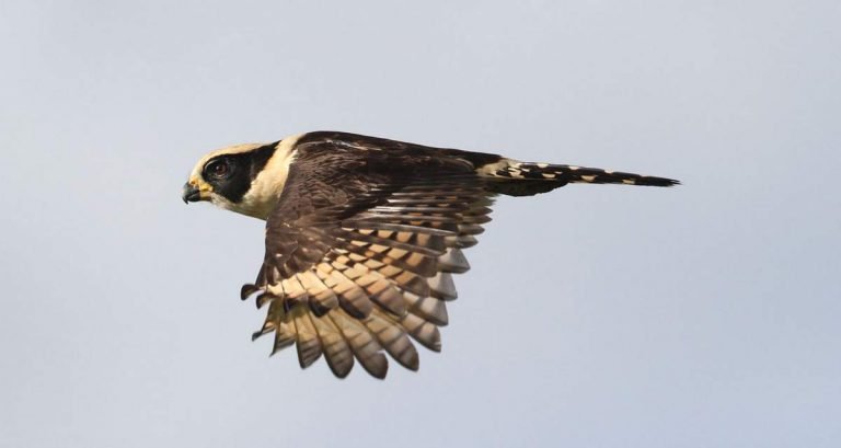 Сокол хохотун фото птицы, описание