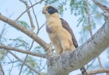 Сокол – хохотун: фото птицы, описание Смеющийся сокол (Herpetotheres cachinnans)