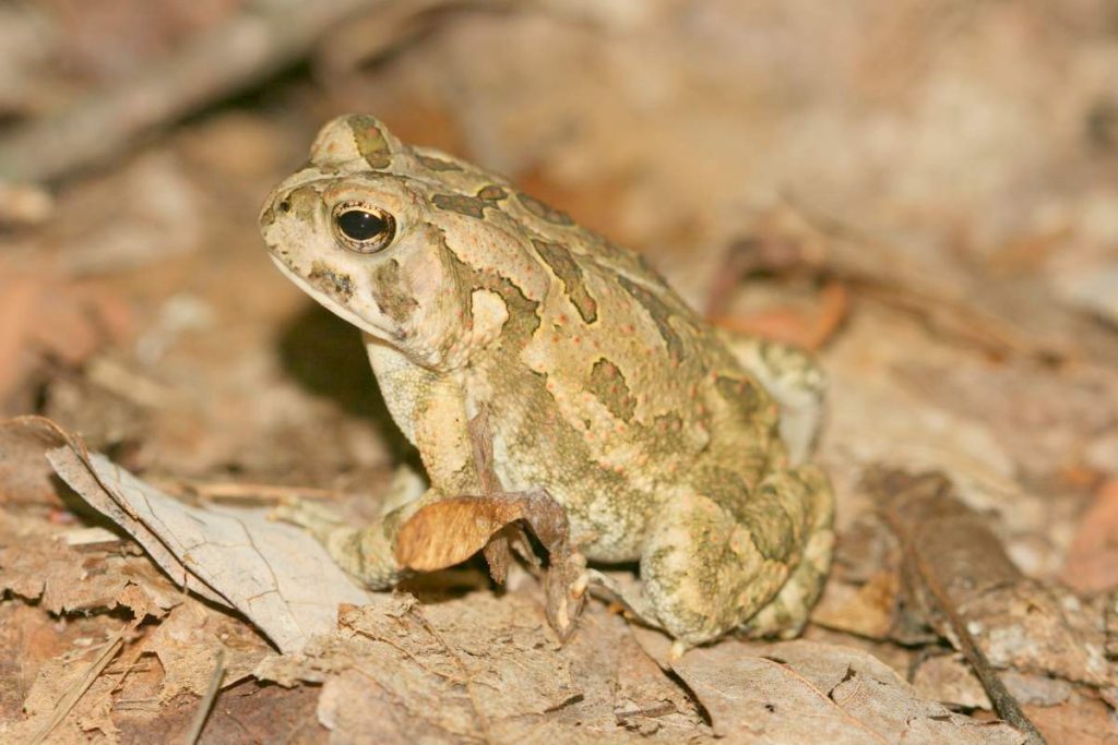 Жаба Фаулера (Anaxyrus fowleri)