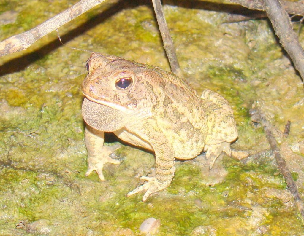 Жаба Фаулера (Anaxyrus fowleri)