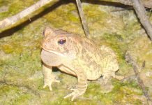 Жаба Фаулера: фото земноводного Жаба Фаулера (Anaxyrus fowleri)