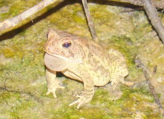 Жаба Фаулера: фото земноводного Жаба Фаулера (Anaxyrus fowleri)