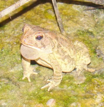Жаба Фаулера: фото земноводного Жаба Фаулера (Anaxyrus fowleri)