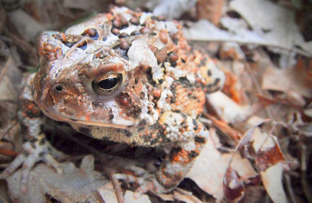 Жаба Фаулера (Anaxyrus fowleri)