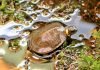 Болотная черепаха Мюленберга: вся информация, описание Болотная черепаха Мюленберга (Glyptemys muhlenbergii)