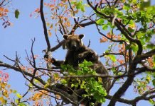 Древесный кенгуру Беннета: места обитания, внешний вид Древесный кенгуру Беннета (Dendrolagus bennettianus)