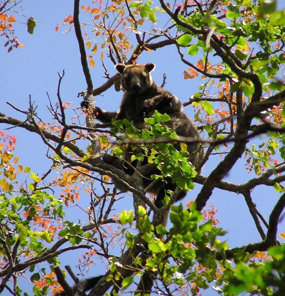 Древесный кенгуру Беннета (Dendrolagus bennettianus)