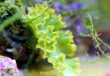 Элизия кудрявая: описание брюхоногого моллюска, фото Элизия кудрявая (Еlysia crispata)