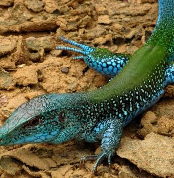 Гигантская амейва: описание, фото ящерицы Гигантская амейва (Аmeiva ameiva)