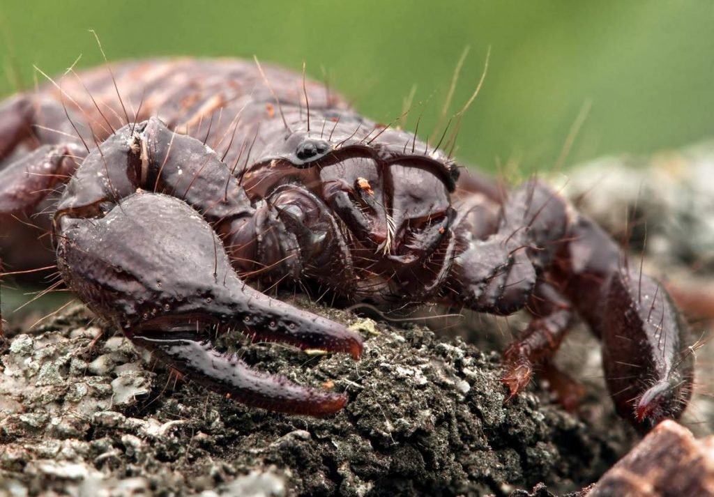 Императорский скорпион (Pandinus imperator) 