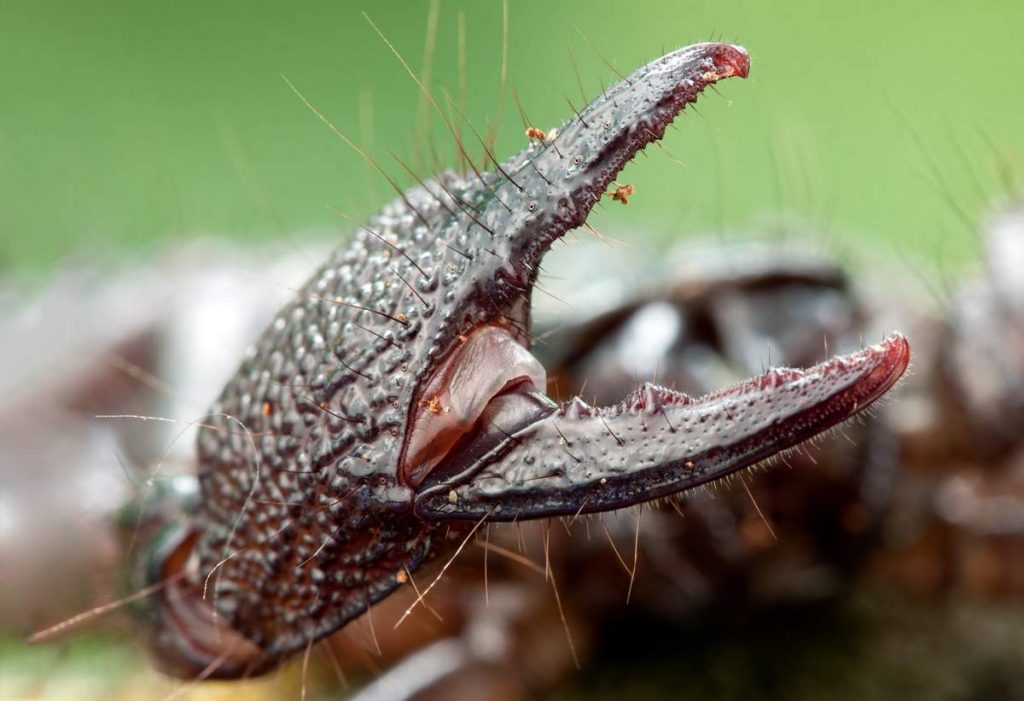 Императорский скорпион (Pandinus imperator) 