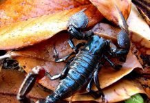 Императорский скорпион: фото ядовитого животного Императорский скорпион (Pandinus imperator)