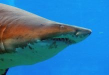 Индоокеанская песчаная акула: описание гигантской рыбы Индоокеанская песчаная акула (Carcharias tricuspidatus)