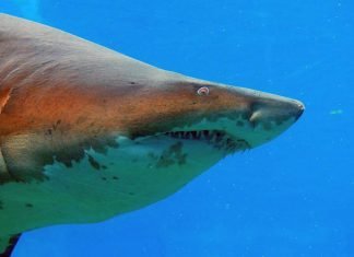 Индоокеанская песчаная акула: описание гигантской рыбы Индоокеанская песчаная акула (Carcharias tricuspidatus)