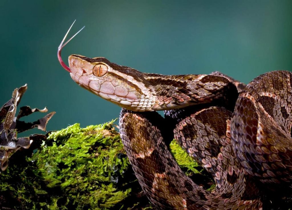 Копьеголовые змеи (Bothrops asper)