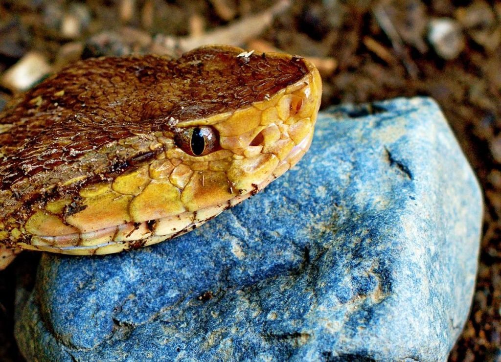 Копьеголовые змеи (Bothrops asper)