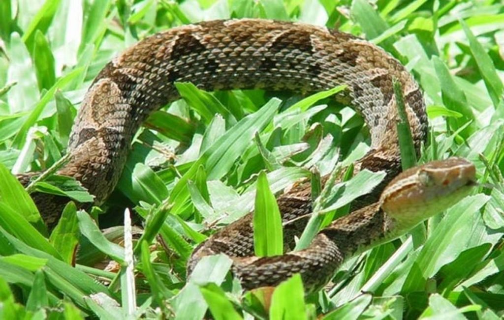 Копьеголовые змеи (Bothrops asper)