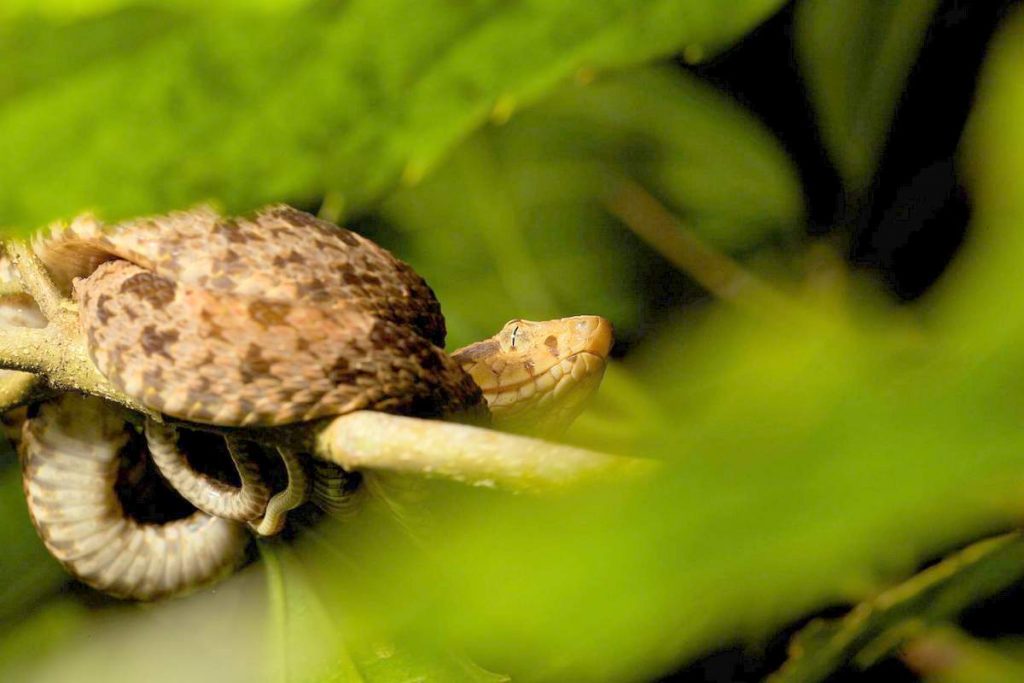 Копьеголовые змеи (Bothrops asper)