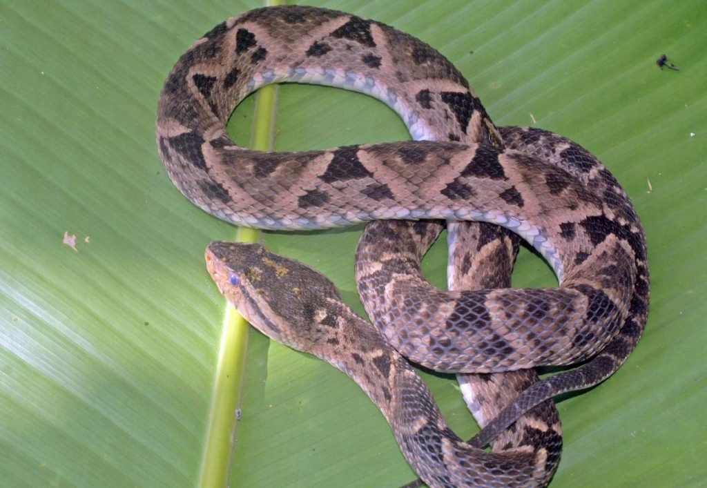 Копьеголовые змеи (Bothrops asper)