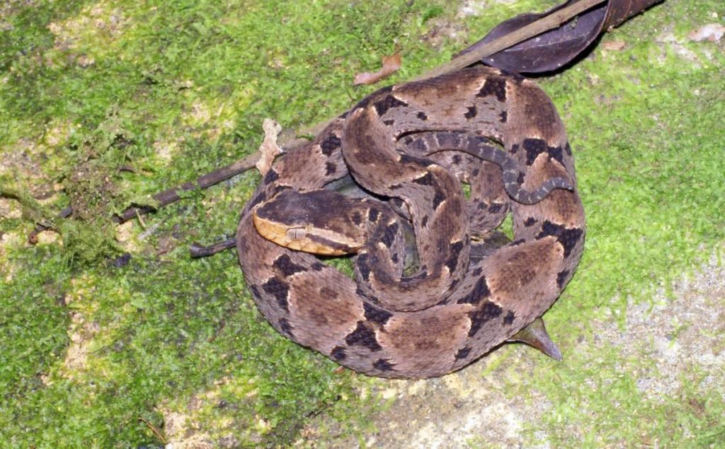 Копьеголовые змеи (Bothrops asper)