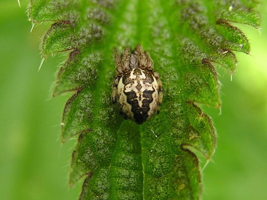 Крестовик роговой (Larinioides cornutus)