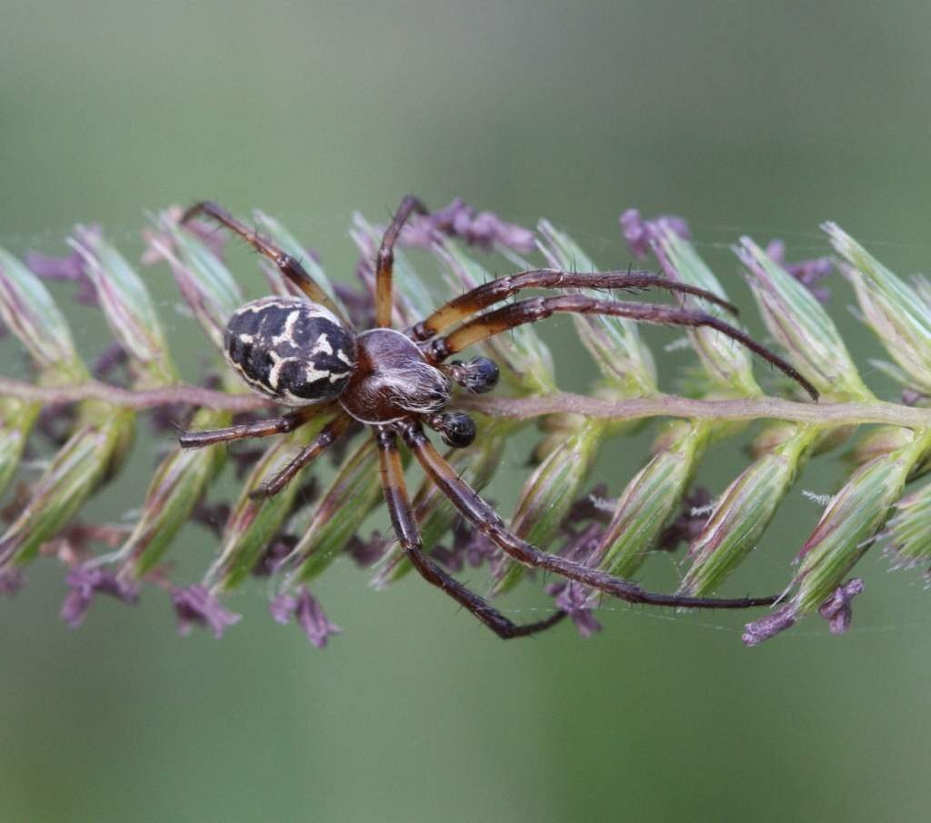 Крестовик роговой (Larinioides cornutus)