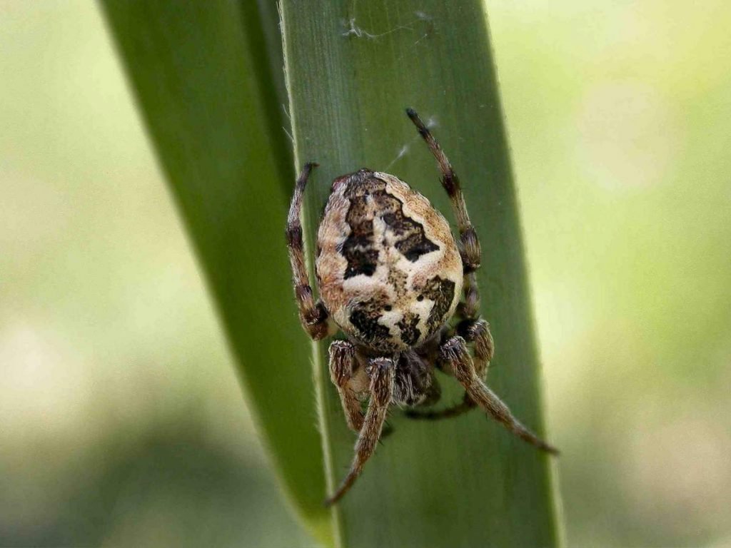 Крестовик роговой (Larinioides cornutus)