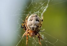 Роговой крестовик: описание паука, фото Крестовик роговой (Larinioides cornutus)