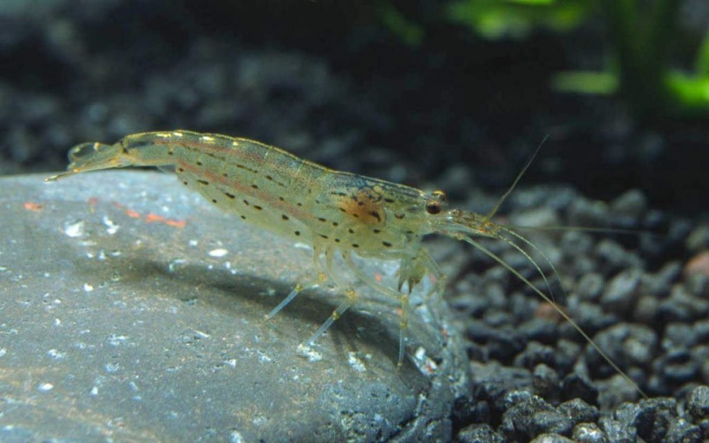 Креветка Амано (Caridina multidentata)