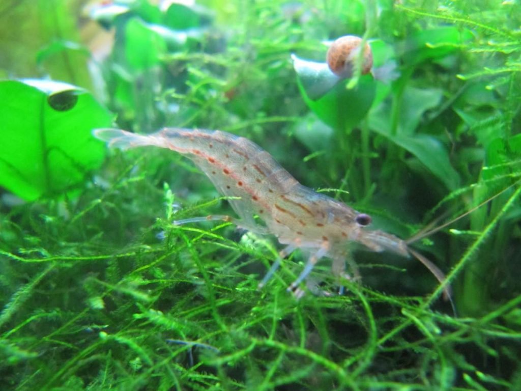 Креветка Амано (Caridina multidentata)