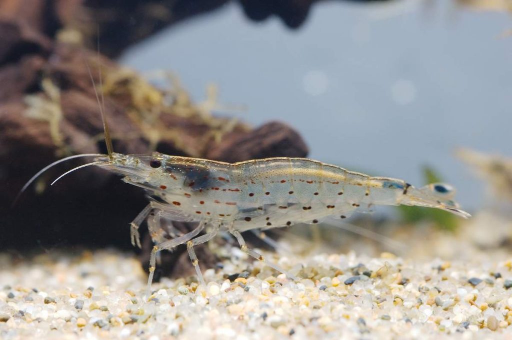 Креветка Амано (Caridina multidentata)